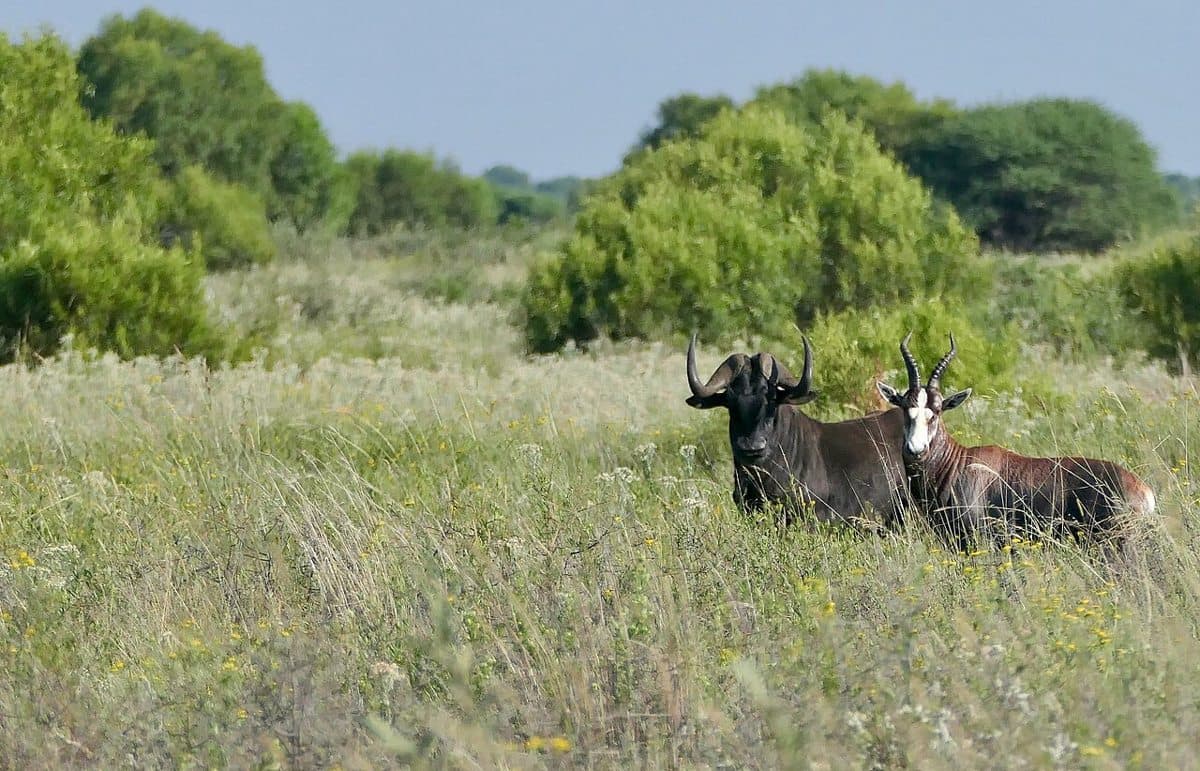 Mafikeng Game Reserve, Mahikeng, North West Province, SOUTH AFRICA