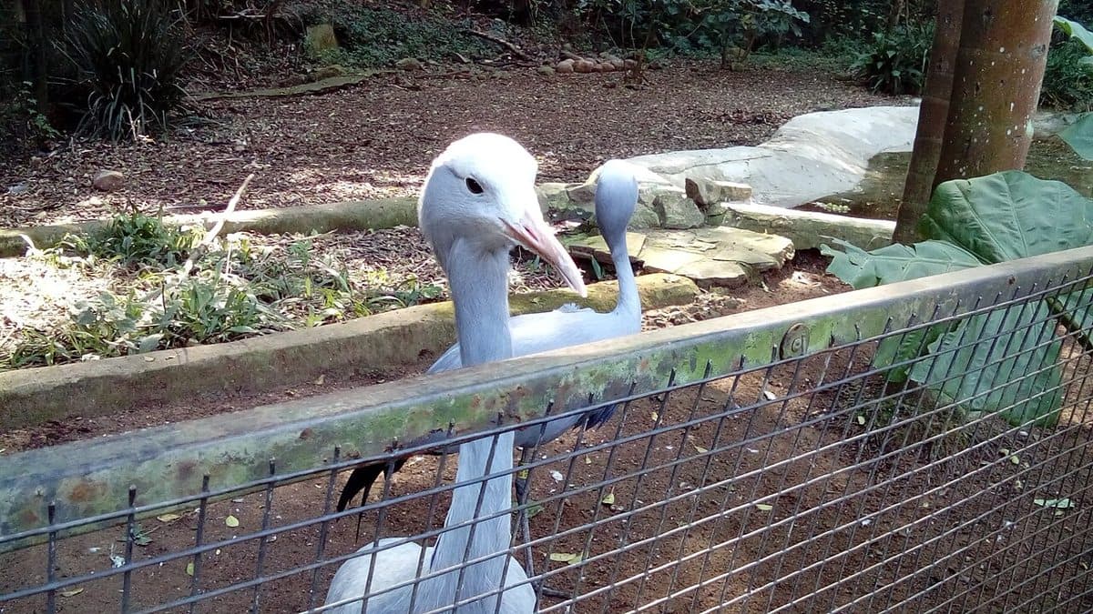 The Blue crane is South Africa's National Bird. Photo taken at Umgeni River Bird Park in Durban, South Africa.