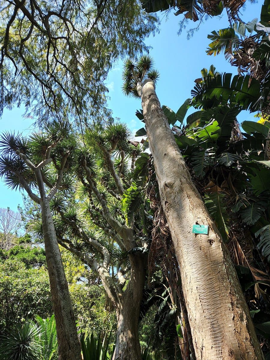 Arderne Gardens, Cape Town, South Africa