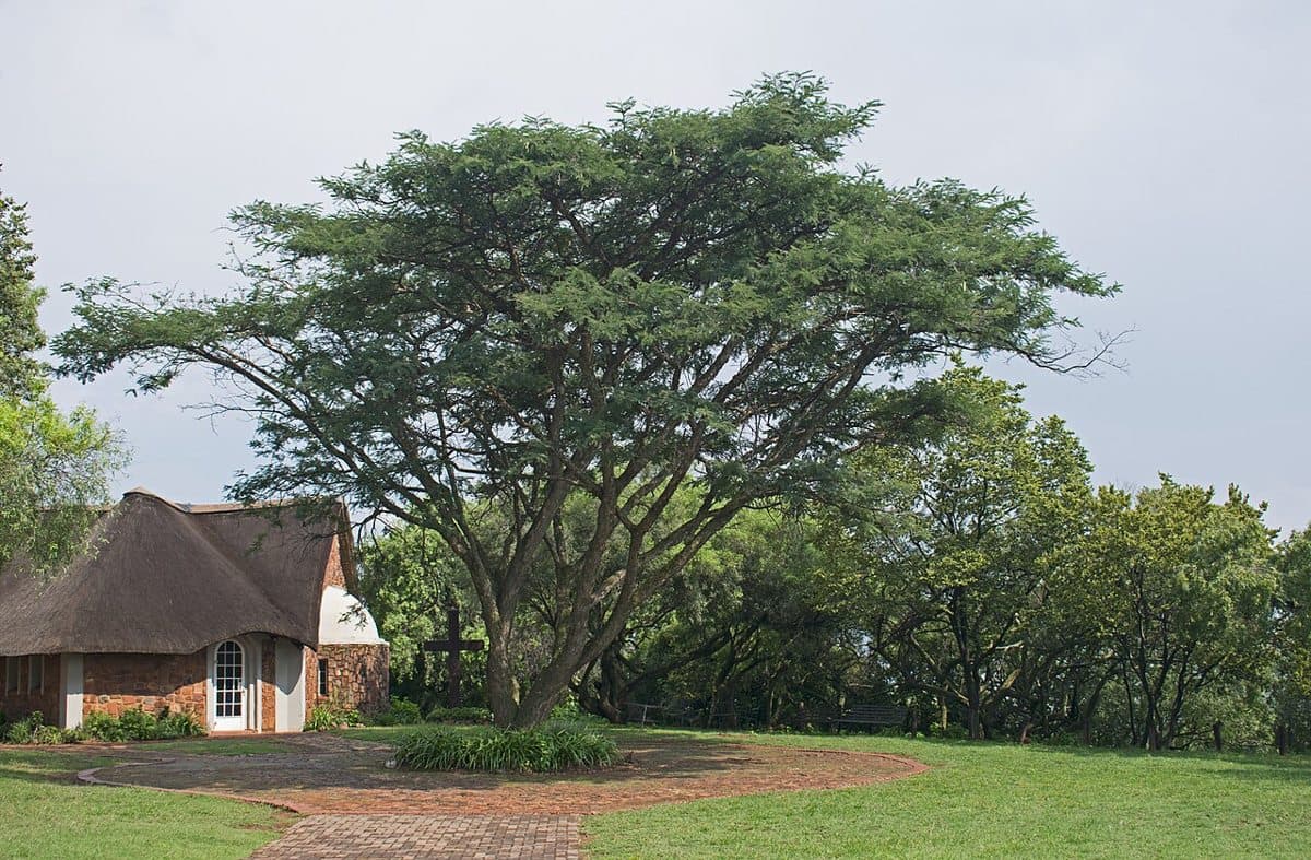 Vachellia sieberiana next to the chapel, Voortrekker Monument, Pretoria, Gauteng, South Africa