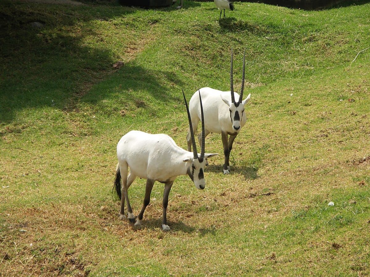 White/Arabian Oryx (Oryx leucoryx) at the Johannesburg Zoo, Gauteng, South Africa