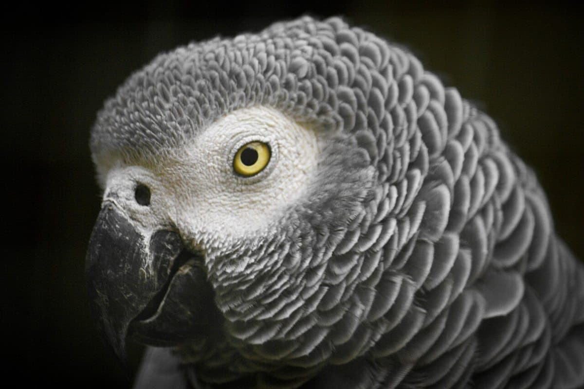 African gray parrot on display at the Mitchell Park Zoo, Durban, KwaZulu-Natal, South Africa.