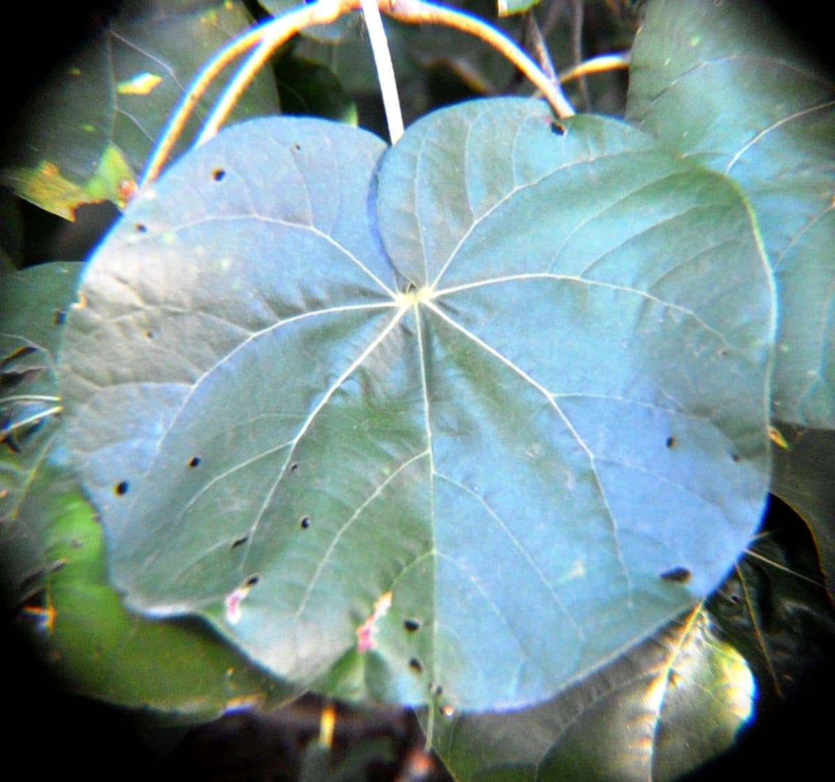Leaf of a Large-leaved rock fig in the Lowveld National Botanical Garden at Nelspruit, Mpumalanga