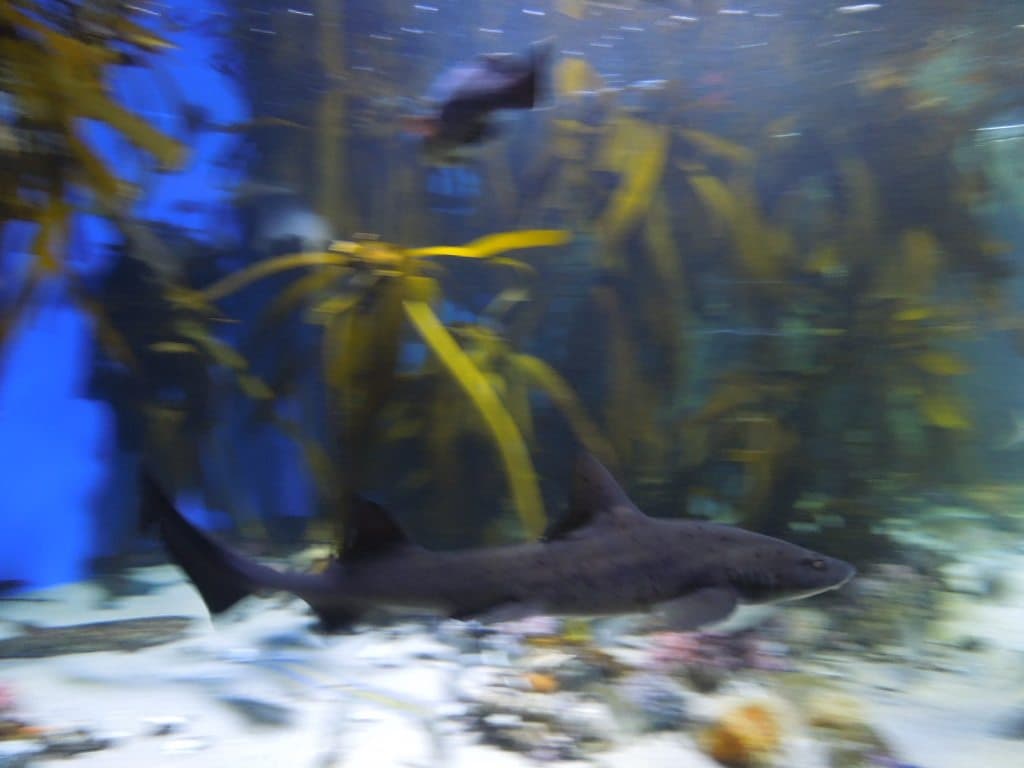 Fishes from Two Oceans Aquarium, Cape town, South Africa