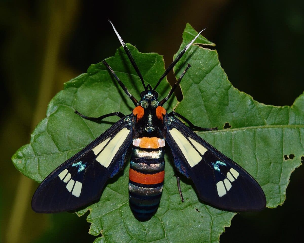Photo of Splendorous Hornet Handmaiden Moth uploaded from iNaturalist.
