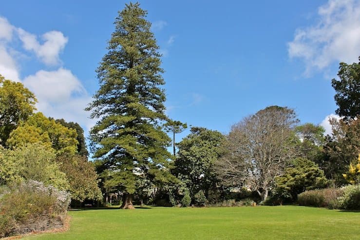Norfolk Pine in Arderne Gardens, Cape Town, South Africa