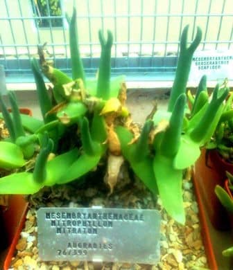 Mitrophyllum mitratum from the Augrabies - Stellenbosch botanical garden
