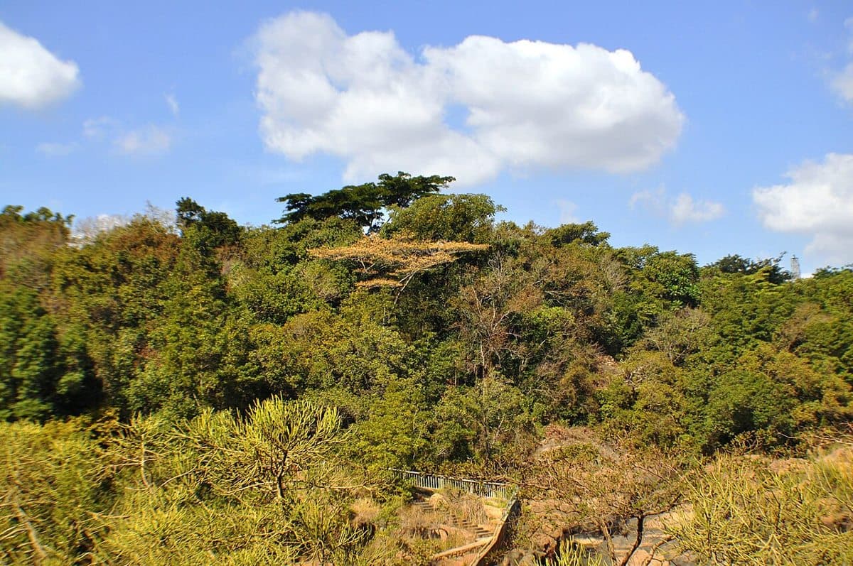 Natural vegetation flanking a walkway and the Crocodile river in the Lowveld National Botanical Garden in Nelspruit, Mpumalanga, South Africa