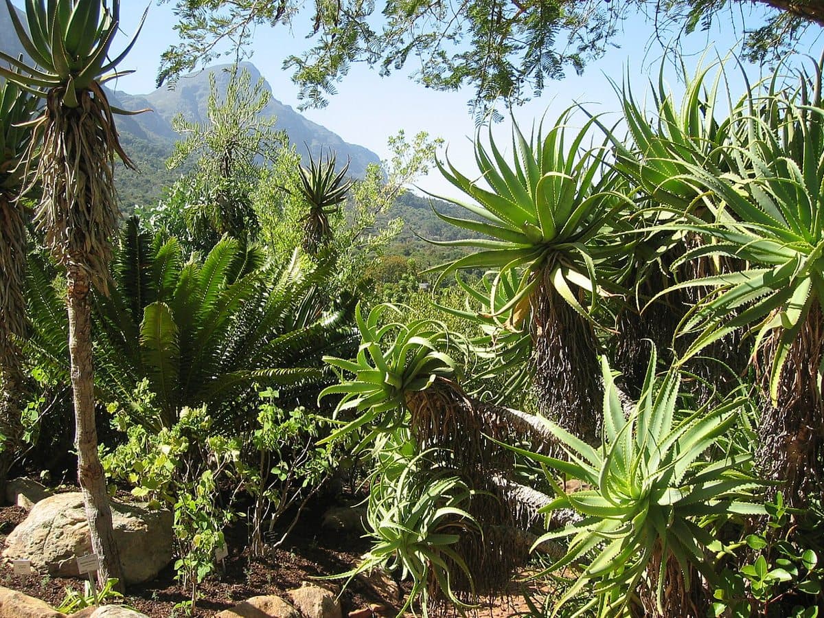 Kirstenbosch Botanical Garden, Aloe species, Cape Town, South Africa.
