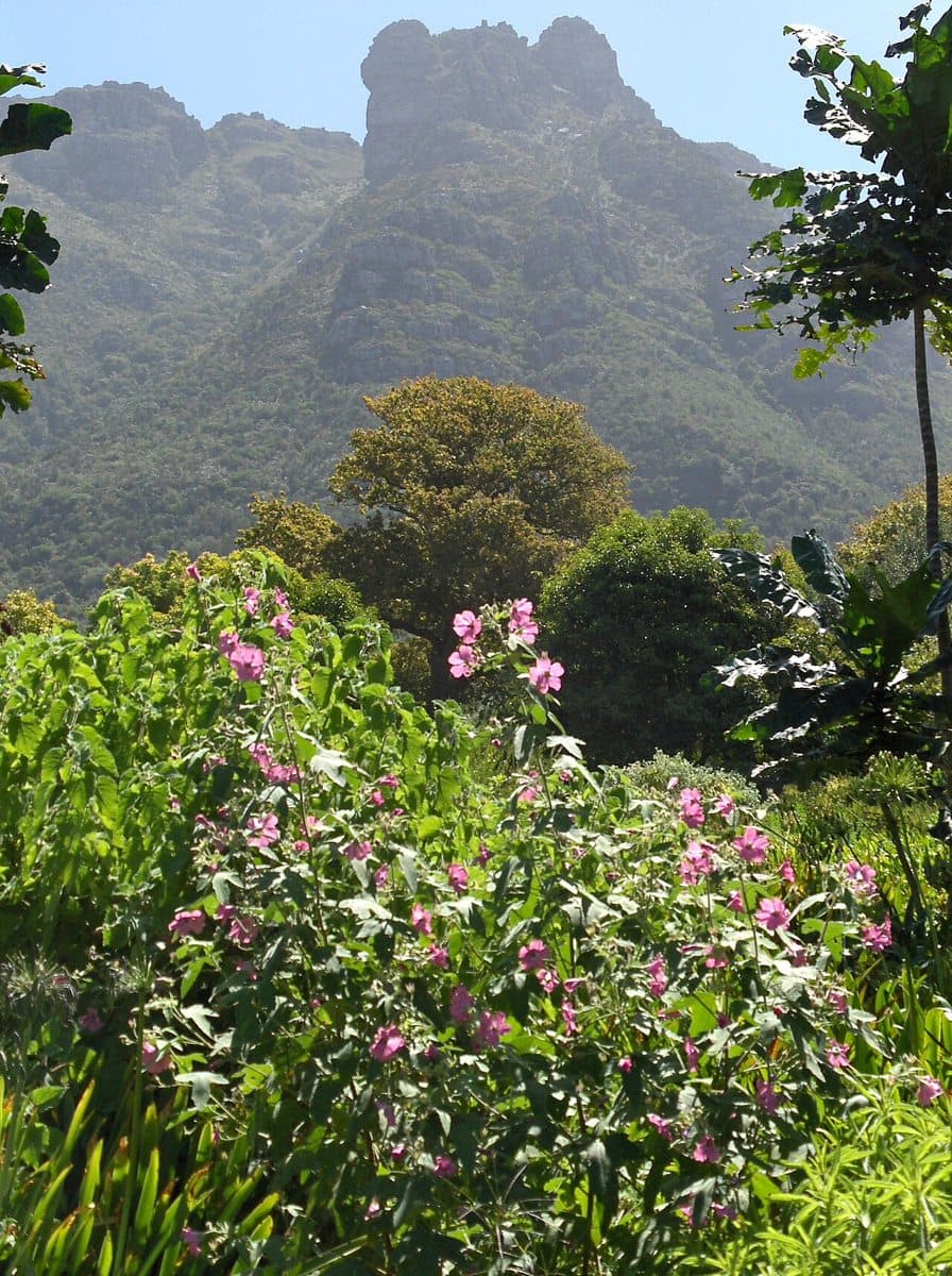 Kirstenbosch Botanical Garden, Cape Town, South Africa. View towards the eastern slope of Table mountain.