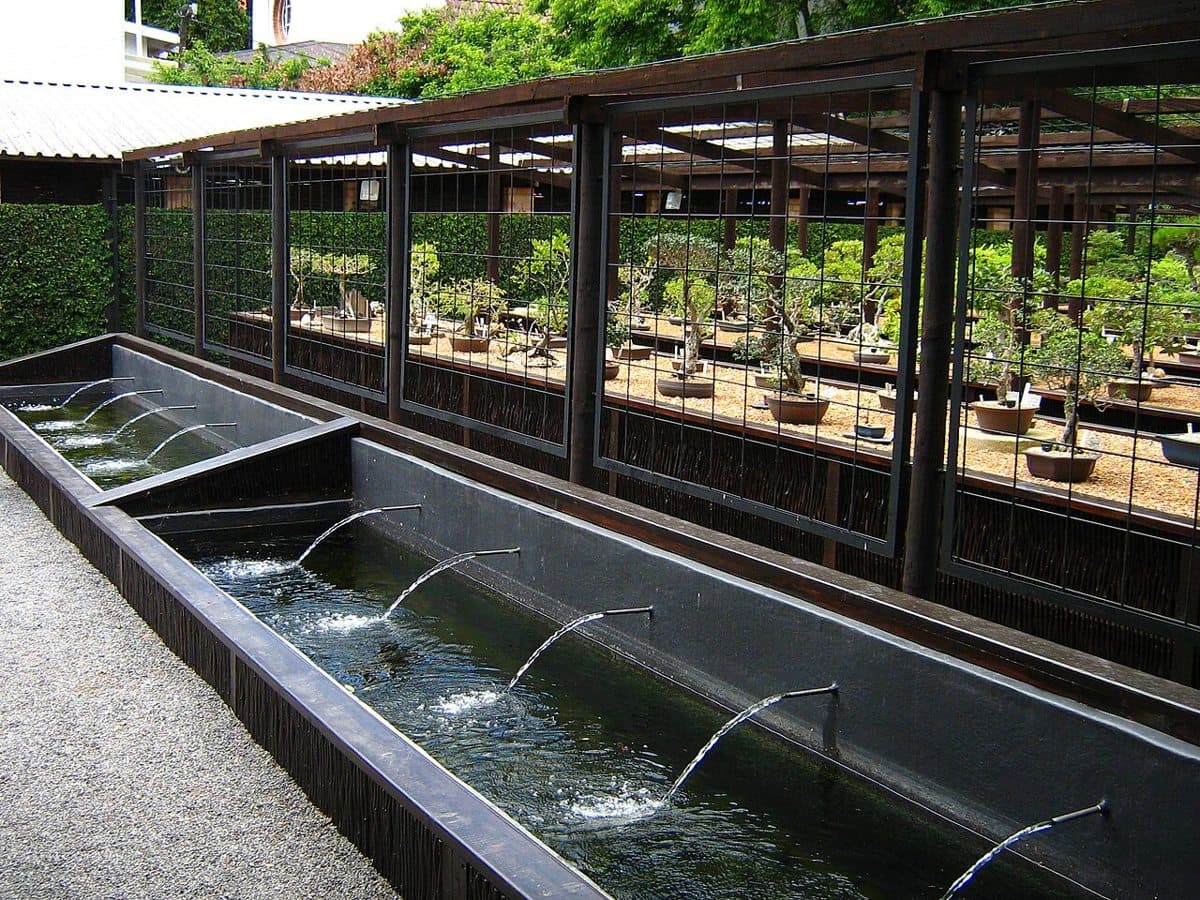 Bonsai collection at Stellenbosch University Botanical Garden