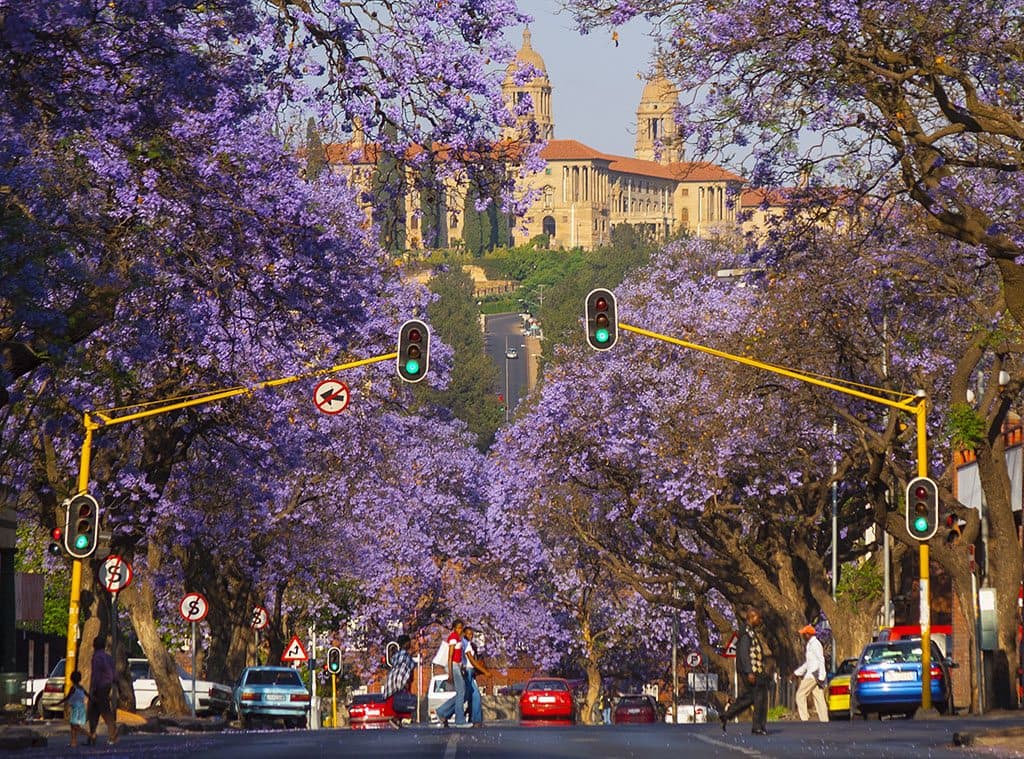 Jacaranda trees in Pretoria which covers the city in a purple blanket during October, hence the name- Jacaranda City, with the Union Buildings in the background.