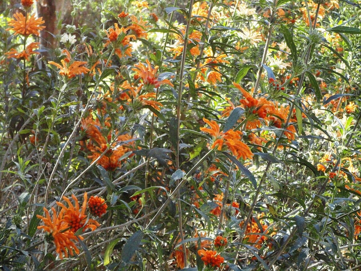 Lion's ear in the KwaZulu-Natal National Botanical Garden, Pietermaritzburg