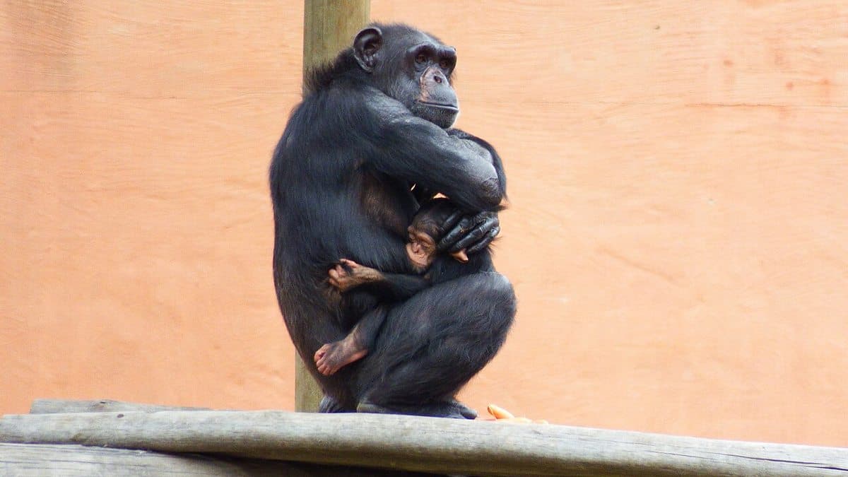 This photo was taken at the Johannesburg zoo.  A rare shot of motherly love.